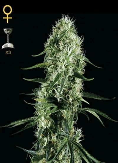 Primer plano de un cogollo alargado de cannabis con hojas estrechas y numerosos pistilos claros sobre fondo negro. Primer plano de un cogollo alargado de cannabis con hojas estrechas y numerosos pistilos claros sobre fondo negro.