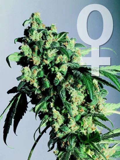Flor de cannabis con cogollos verdes y hojas dentadas, sobre fondo gris azulado con un gran símbolo femenino blanco. Flor de cannabis con cogollos verdes y hojas dentadas, sobre fondo gris azulado con un gran símbolo femenino blanco.