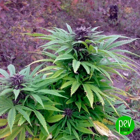 Planta de cannabis al aire libre con hojas verdes, algunas amarillentas y flores moradas en las puntas de varias ramas.