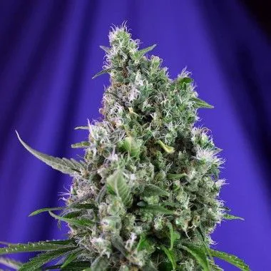 Primer plano de un cogollo de Sweet Trainwreck Auto, con abundantes pistilos claros y hojas pequeñas sobre fondo violeta.
