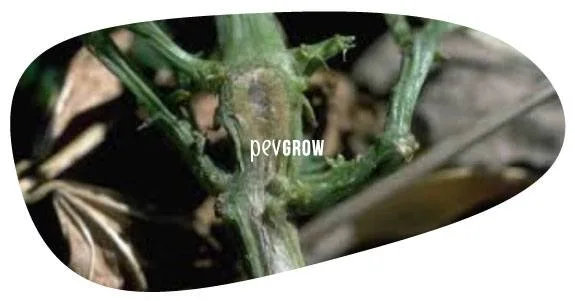 Detalle de un tallo verde ramificado con una zona alargada de color marrón grisáceo junto a la unión de las ramas.