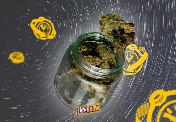 Tarro de cristal abierto con cogollos de cannabis, uno sobresaliendo de la boca, sobre un fondo gris con trazos circulares y dibujos amarillos.