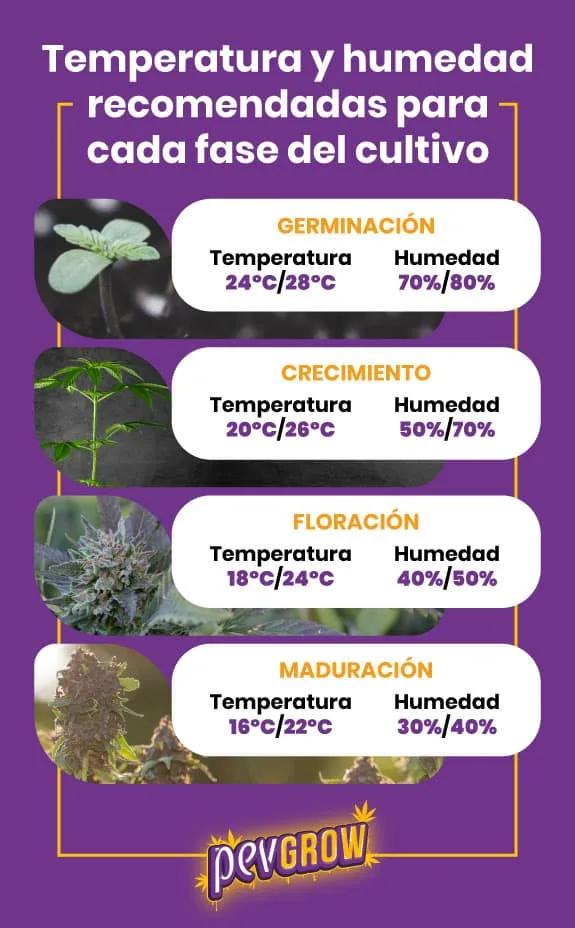 Infografía con rangos de temperatura y humedad para germinación, crecimiento, floración y maduración, sobre fondo morado.
