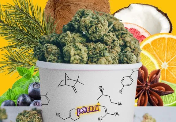 Recipiente lleno de cogollos de cannabis, con fórmulas químicas impresas, rodeado de cítricos, coco, arándanos, anís y ramas de pino. Recipiente lleno de cogollos de cannabis, con fórmulas químicas impresas, rodeado de cítricos, coco, arándanos, anís y ramas de pino.