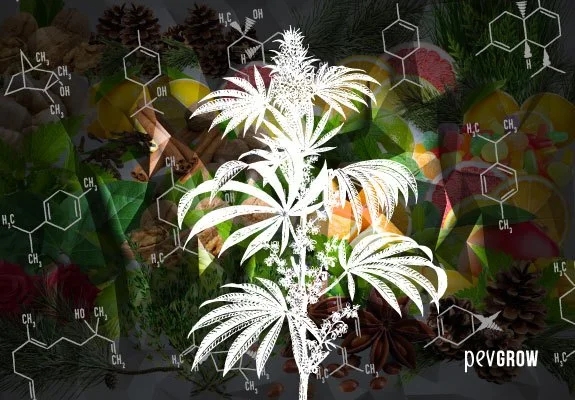Silueta blanca de una planta de cannabis sobre un collage de cítricos, hojas, piñas y fórmulas químicas.