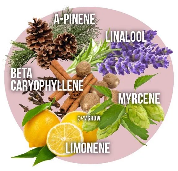 Infografía de terpenos con piñas de pino, lavanda, especias, limones y lúpulo sobre un círculo rosa. Infografía de terpenos con piñas de pino, lavanda, especias, limones y lúpulo sobre un círculo rosa.