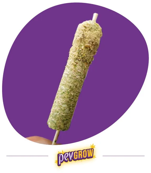 Thai Stick alargado y cubierto de partículas claras, atravesado por un palo que sobresale por ambos extremos, sobre fondo morado. Thai Stick alargado y cubierto de partículas claras, atravesado por un palo que sobresale por ambos extremos, sobre fondo morado.