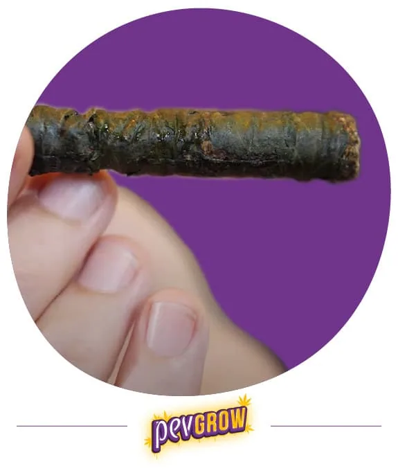 Una mano sostiene horizontalmente un Thai Stick de envoltura oscura, superficie rugosa y bandas superpuestas, sobre fondo morado. Una mano sostiene horizontalmente un Thai Stick de envoltura oscura, superficie rugosa y bandas superpuestas, sobre fondo morado.
