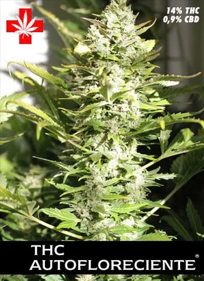 Cogollo alargado de cannabis con hojas verdes, una cruz roja con una hoja y los textos «THC autofloreciente», «14% THC» y «0,9% CBD». Cogollo alargado de cannabis con hojas verdes, una cruz roja con una hoja y los textos «THC autofloreciente», «14% THC» y «0,9% CBD».
