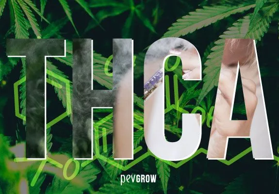 Letras grandes «THCA» sobre hojas de cannabis, con humo y una mano con un cigarrillo visibles dentro de las letras.