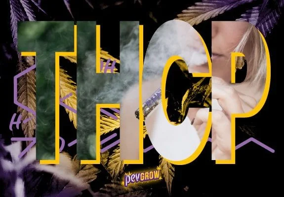 Letras «THCP» con borde amarillo sobre hojas de cannabis y fórmulas moradas, con humo y una persona fumando dentro de las letras.