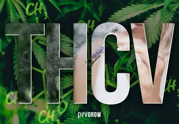 Grandes letras THCV sobre hojas de cannabis, con una mano sujetando un cigarrillo y humo visibles dentro de las letras. Grandes letras THCV sobre hojas de cannabis, con una mano sujetando un cigarrillo y humo visibles dentro de las letras.