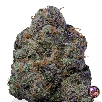 Cogollo grande y denso de The Wolf, semillas feminizadas de Cookies Seed Bank, con pelos naranjas y tricomas