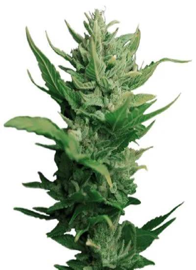 Primer plano de una punta floral de cannabis alargada, con hojas verdes dentadas y pequeños filamentos claros sobre fondo blanco.
