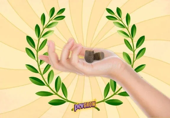 Montaje de una mano con dos pequeños bloques de hachís, enmarcada por ramas verdes sobre un fondo amarillo con rayos. Montaje de una mano con dos pequeños bloques de hachís, enmarcada por ramas verdes sobre un fondo amarillo con rayos.