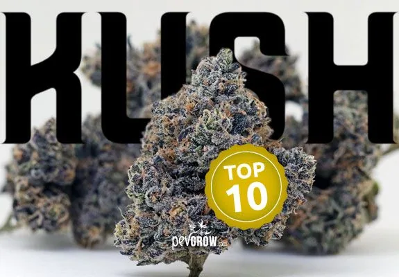 Cogollo de cannabis en primer plano, con otros desenfocados al fondo, grandes letras «KUSH» y un sello amarillo «TOP 10».