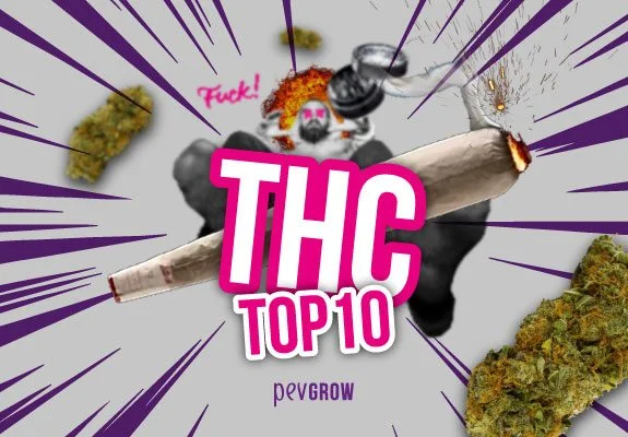 Texto «THC TOP 10» sobre un gran porro encendido, con cogollos, un personaje al fondo y líneas moradas radiales. Texto «THC TOP 10» sobre un gran porro encendido, con cogollos, un personaje al fondo y líneas moradas radiales.