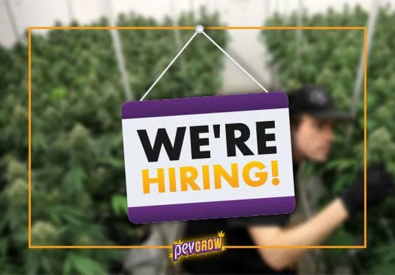 Cartel colgante con el texto «WE'RE HIRING!» ante una persona desenfocada entre plantas de cannabis, enmarcado en amarillo.