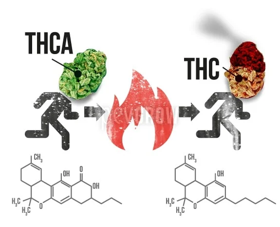 Esquema de la transformación de THCA en THC mediante calor, con una llama central, flechas y estructuras químicas debajo.