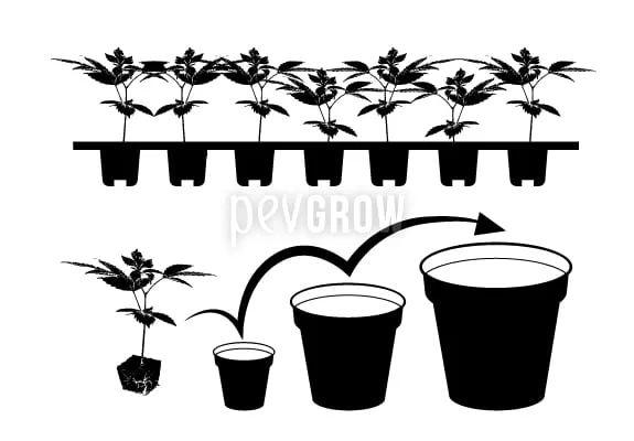 Esquema de esquejes de cannabis en una bandeja y trasplante progresivo a tres macetas de tamaño creciente, indicado con flechas.
