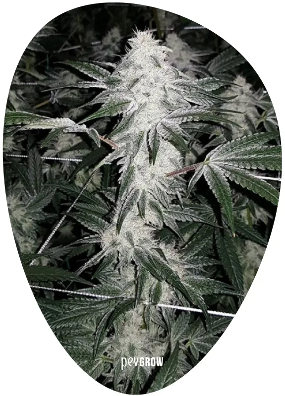 Planta de cannabis en un recorte ovalado, con un gran cogollo central blanquecino, hojas verdes dentadas y cuerdas de soporte. Planta de cannabis en un recorte ovalado, con un gran cogollo central blanquecino, hojas verdes dentadas y cuerdas de soporte.