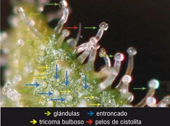 Detalle ampliado de una superficie vegetal con tricomas y flechas de colores que señalan glándulas, entrenudos y pelos.