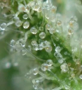 Vista ampliada de una superficie vegetal verde con tricomas de tallos finos y cabezas redondeadas translúcidas.