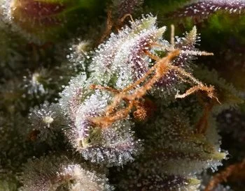 Detalle ampliado de una flor de cannabis con abundantes tricomas brillantes, pequeñas hojas y pistilos anaranjados.
