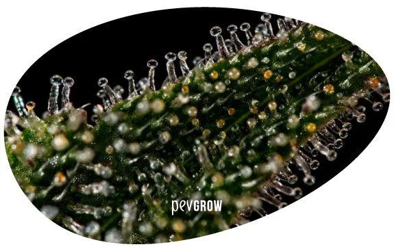 Ampliación en recorte ovalado de una hoja con tricomas de cabezas transparentes y ámbar sobre fondo negro.