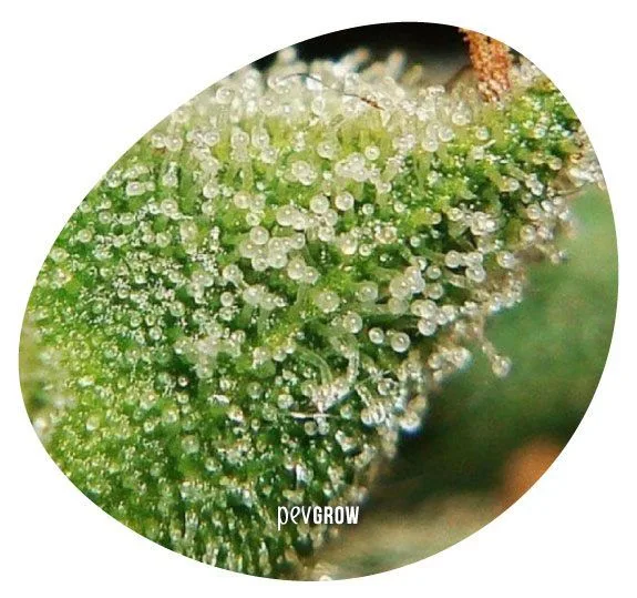 Detalle ampliado en recorte ovalado de una superficie verde cubierta de tricomas con cabezas claras y blanquecinas.