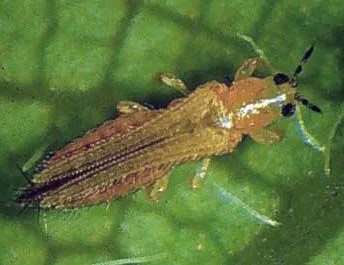 Primer plano de un trips de cuerpo alargado y marrón sobre una hoja verde, con antenas oscuras y alas estrechas plegadas sobre el dorso.