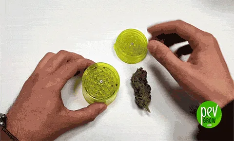 Dos manos junto a un grinder verde abierto y un cogollo sobre fondo blanco; la mano derecha sostiene la tapa.