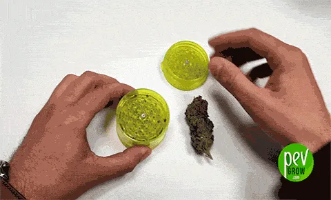 Dos manos junto a un grinder verde abierto y un cogollo de cannabis sobre una superficie blanca.