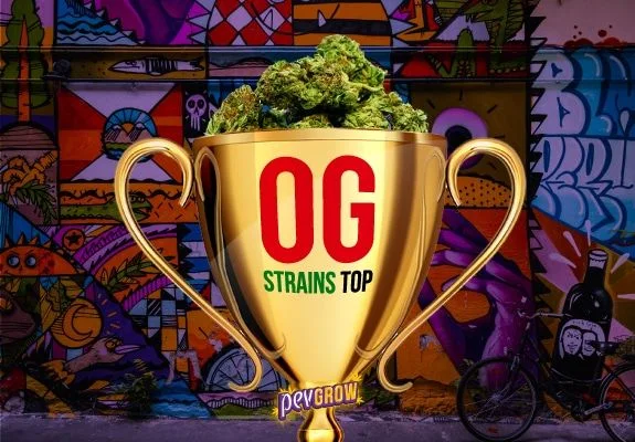 Copa dorada llena de cogollos de cannabis con el texto «OG STRAINS TOP», ante un mural multicolor y una bicicleta.