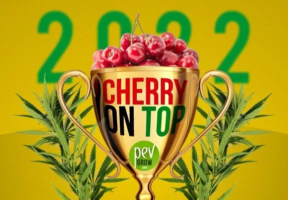 Copa dorada llena de cerezas con el texto «CHERRY ON TOP», flanqueada por plantas de cannabis sobre fondo amarillo con «2022».