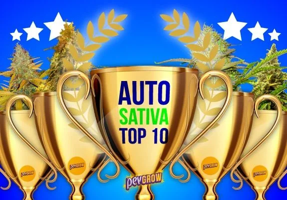 Cinco copas doradas con cogollos de cannabis sobre fondo azul, con estrellas, laureles y el texto central «AUTO SATIVA TOP 10». Cinco copas doradas con cogollos de cannabis sobre fondo azul, con estrellas, laureles y el texto central «AUTO SATIVA TOP 10».
