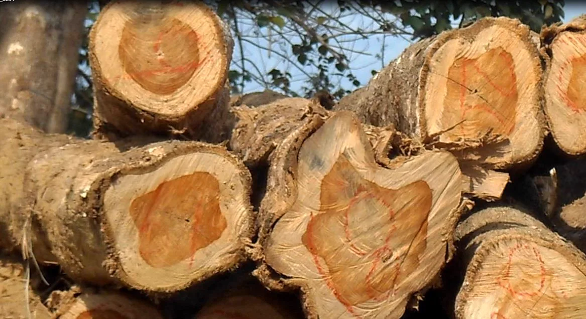 Troncos apilados con los extremos cortados en primer plano, corteza rugosa y vetas en tonos claros y anaranjados. Troncos apilados con los extremos cortados en primer plano, corteza rugosa y vetas en tonos claros y anaranjados.