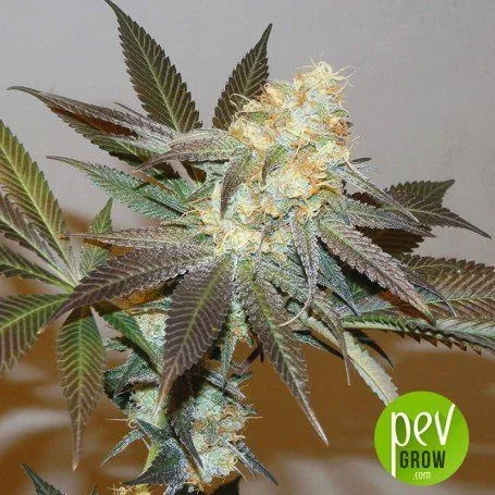Primer plano de una planta de cannabis con flores, pistilos anaranjados y hojas dentadas de tonos verdes y morados.