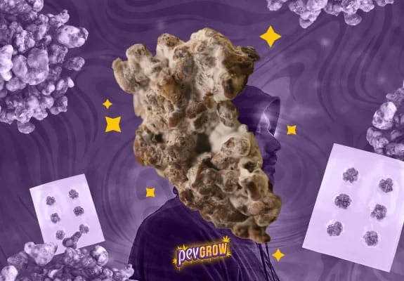 Collage morado con un gran esclerocio en primer plano, una silueta humana de perfil y pequeñas muestras sobre tarjetas. Collage morado con un gran esclerocio en primer plano, una silueta humana de perfil y pequeñas muestras sobre tarjetas.