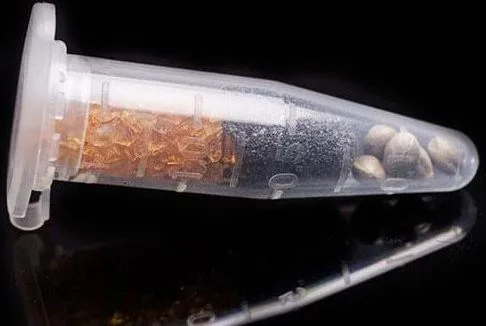 Tubo transparente cerrado con semillas en el extremo y gránulos anaranjados separados por una pieza oscura, sobre fondo negro.