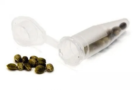 Tubo transparente con tapa abatible abierta y semillas en su interior, junto a un pequeño grupo de semillas sobre fondo blanco.
