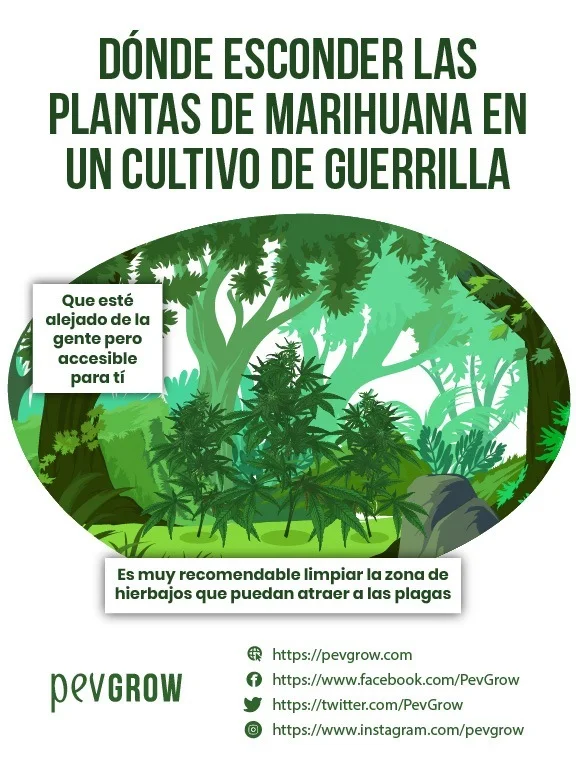 Infografía sobre dónde esconder plantas de marihuana en un cultivo de guerrilla, con plantas entre árboles y consejos de ubicación. Infografía sobre dónde esconder plantas de marihuana en un cultivo de guerrilla, con plantas entre árboles y consejos de ubicación.