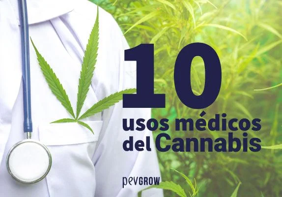 Bata blanca con estetoscopio y una hoja de cannabis junto al texto «10 usos médicos del Cannabis», sobre un fondo de plantas. Bata blanca con estetoscopio y una hoja de cannabis junto al texto «10 usos médicos del Cannabis», sobre un fondo de plantas.