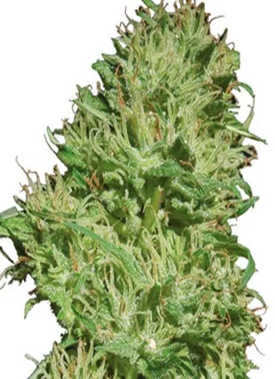 Cogollo de la variedad Utopia Haze de Barney's Farm