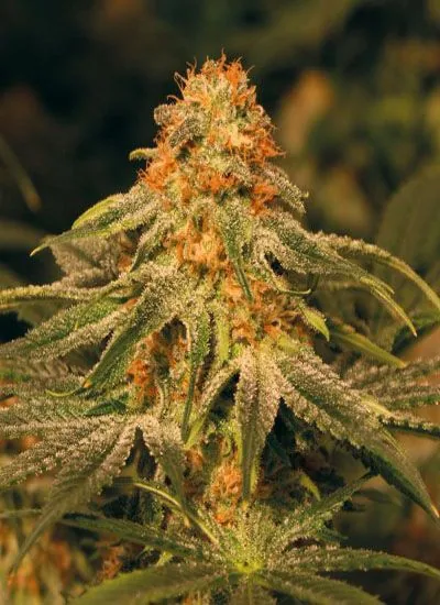 Cogollo con tonos anaranjados de la variedad Vanilla Kush de Barney's Farm