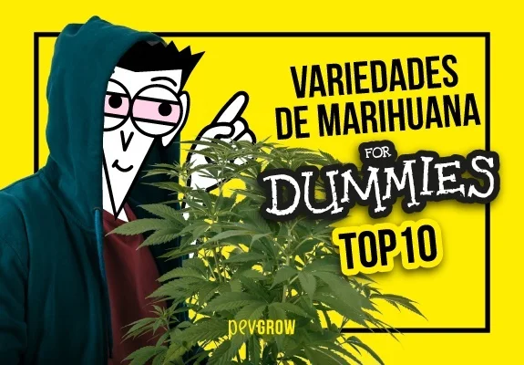 Personaje con capucha junto a una planta de cannabis sobre fondo amarillo y el texto «Variedades de marihuana for Dummies Top 10». Personaje con capucha junto a una planta de cannabis sobre fondo amarillo y el texto «Variedades de marihuana for Dummies Top 10».