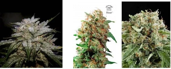 Composición de tres primeros planos de cogollos de cannabis con hojas verdes, abundante recubrimiento blanquecino y pistilos anaranjados.