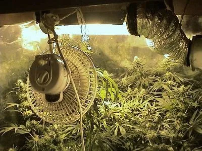 Ventilador en primer plano sobre plantas de cannabis en un cultivo interior, con iluminación y conductos de ventilación superiores.
