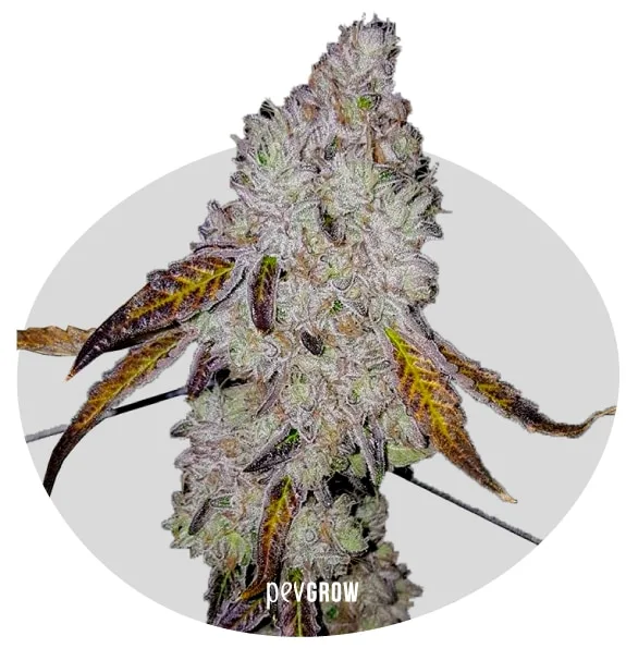 Cogollo alargado de cannabis con abundante cobertura blanquecina y hojas moradas y amarillas, sobre un círculo gris. Cogollo alargado de cannabis con abundante cobertura blanquecina y hojas moradas y amarillas, sobre un círculo gris.