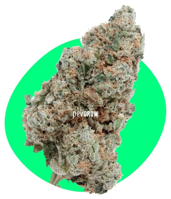 Primer plano de un cogollo de cannabis de contorno irregular, con filamentos anaranjados y cobertura blanquecina, sobre fondo verde circular. Primer plano de un cogollo de cannabis de contorno irregular, con filamentos anaranjados y cobertura blanquecina, sobre fondo verde circular.